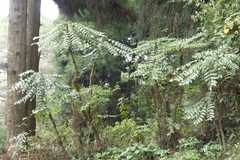 Mahonia acanthifolia